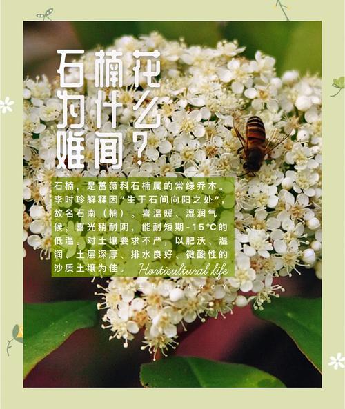梦见石楠花的神秘寓意，揭示内心深处情感波动解析！