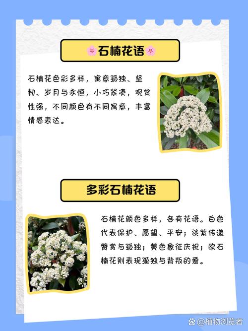 梦见石楠花的神秘寓意，揭示内心深处情感波动解析！