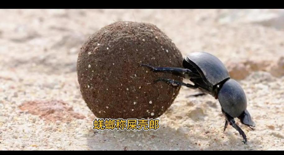 梦见屎壳郎的象征意义与心理解析打破常规认知 梦见屎壳郎的象征意义与心理解析打破常规认知