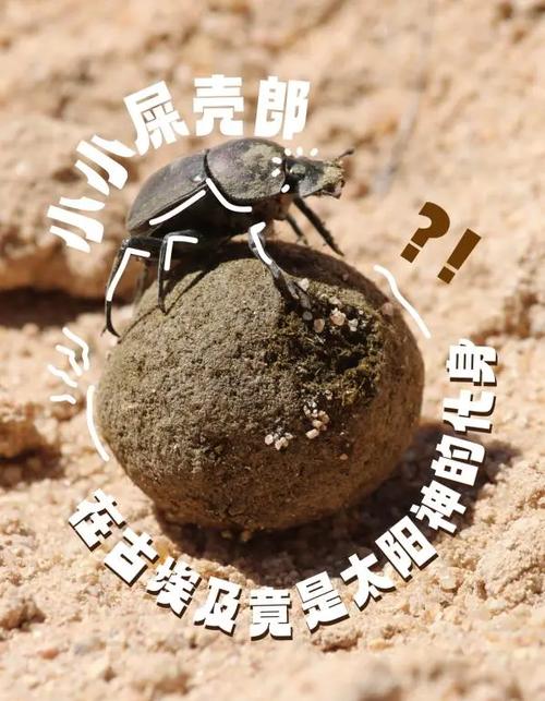 梦见屎壳郎的象征意义与心理解析打破常规认知 梦见屎壳郎的象征意义与心理解析打破常规认知