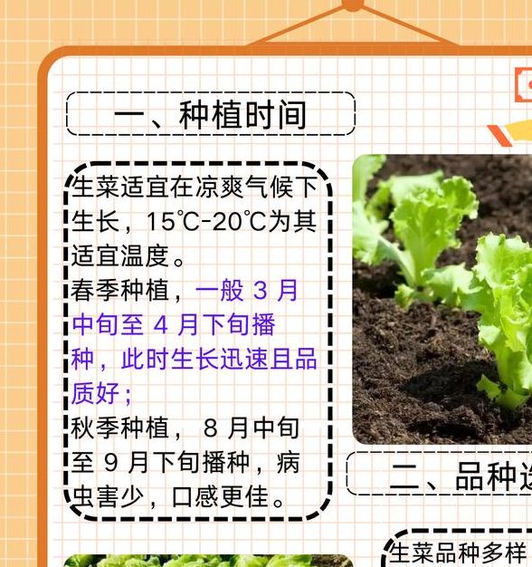 解梦7种梦见生菜的象征意义与心理解读