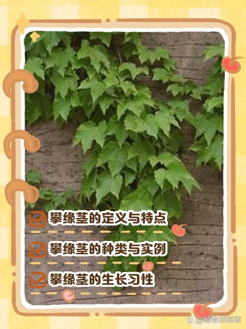 梦见攀缘植物解析心理象征及生活启示对比分析