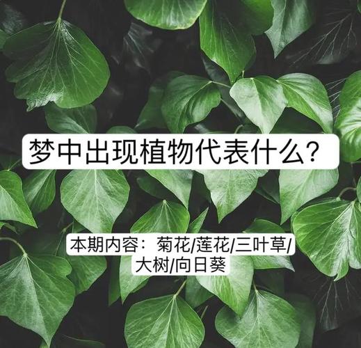 梦见攀缘植物解析心理象征及生活启示对比分析