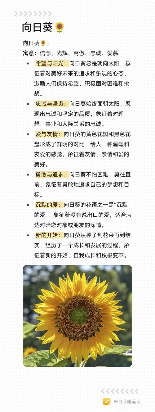 梦见向日葵开花预示哪些？揭秘背后深层含义及运势提升技巧
