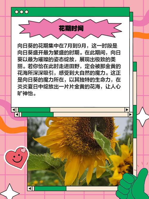 梦见向日葵开花预示哪些？揭秘背后深层含义及运势提升技巧