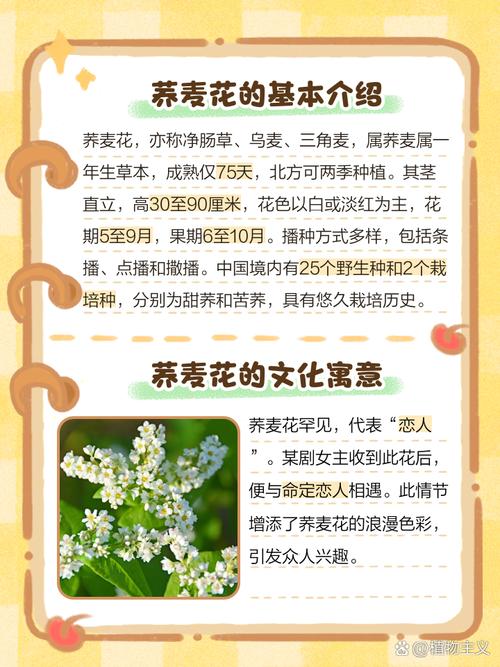 梦见荞麦的神秘象征与心理分析，用户探索内心深处的情感密码！