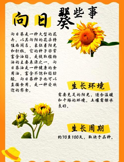 揭秘梦见向日葵的5个寓意，了解梦境背后隐藏的秘密