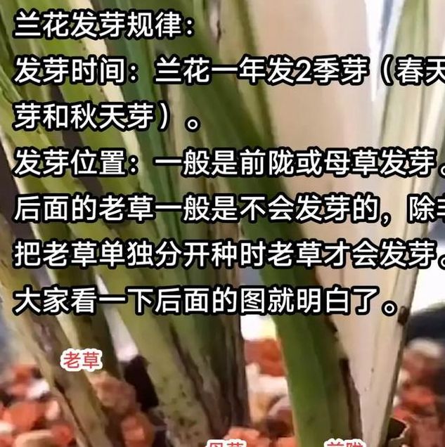 兰花发芽预示哪些征兆？梦境解析与养护技巧大揭秘