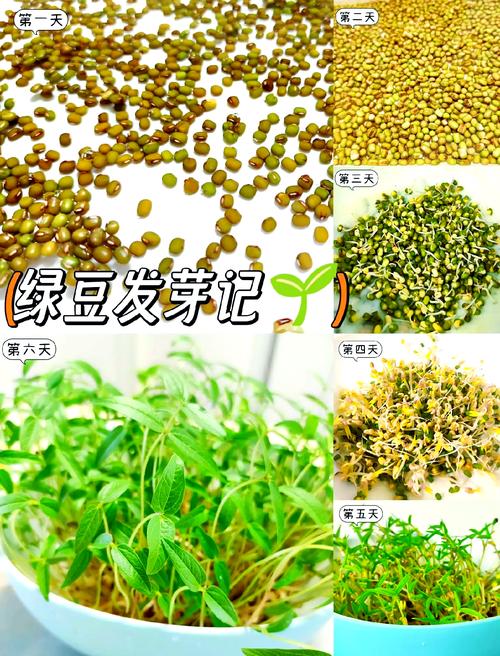 揭秘梦见种绿豆的5个象征意义与心理暗示