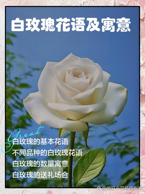 梦见白玫瑰寓意解析提升情感理解力与生活幸福感 梦见白玫瑰寓意解析提升情感理解力与生活幸福感