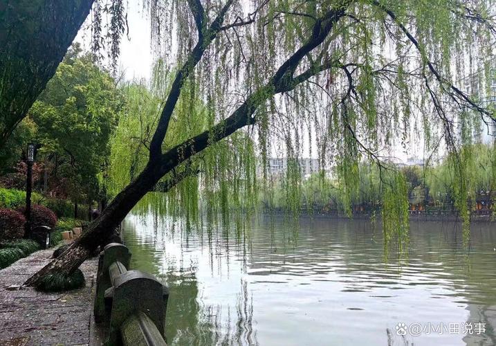 梦见水边垂柳寓意深远解读梦境中的景象与内心感受，心理专家解析如何助力人生决策