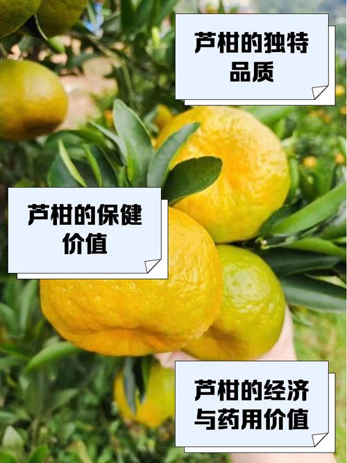 梦见芦柑象征解读独特内涵背后的心理暗示与生活启示