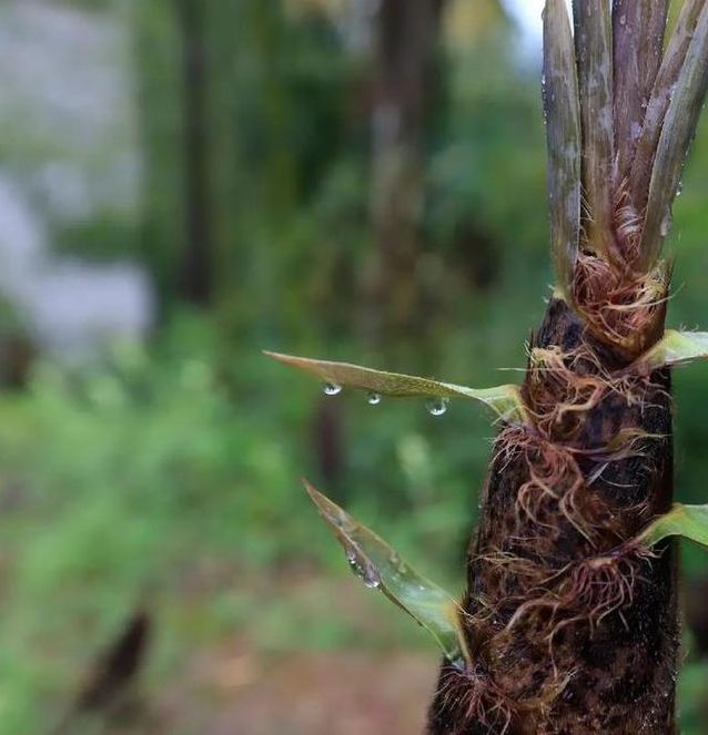 梦见竹笋预示哪些?5个解读帮你发现内心潜藏的秘密 梦见竹笋预示哪些?5个解读帮你发现内心潜藏的秘密
