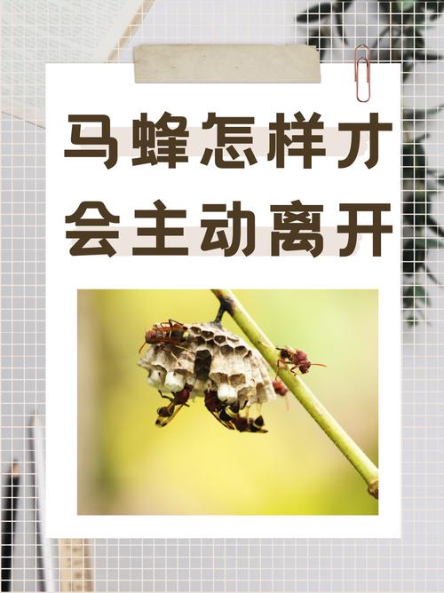 梦见蜂群意味着哪些？探寻心理象征与生活启示