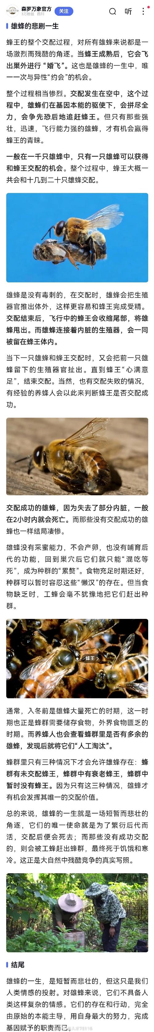 梦见蜂群意味着哪些？探寻心理象征与生活启示