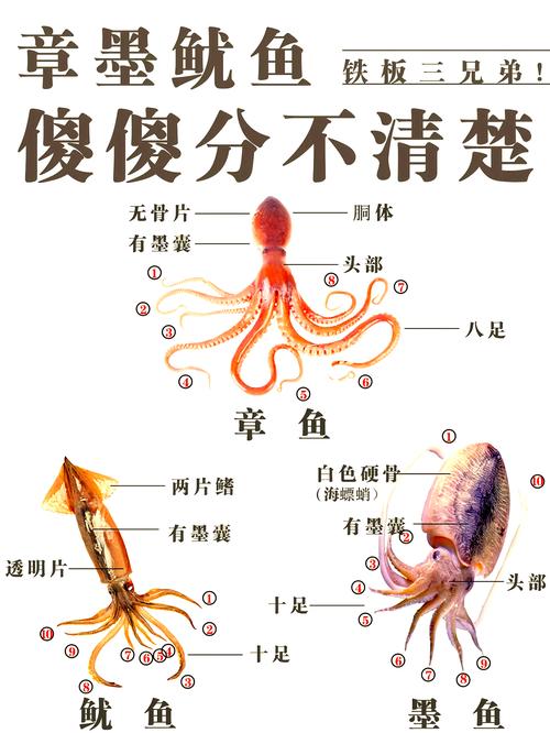 梦见八爪鱼预示了哪些？背后的深意你知道吗？