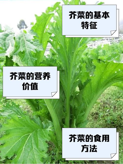梦见芥菜预示哪些？解密背后深藏的寓意及影响