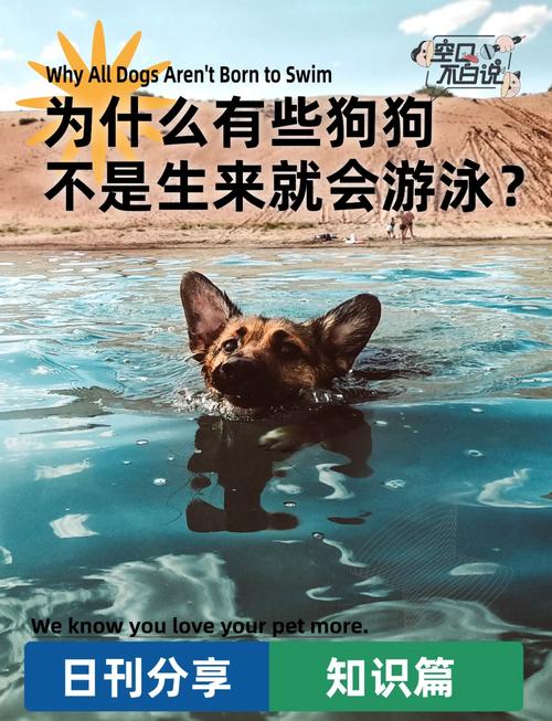 梦见狗游泳解读及5大象征意义解析
