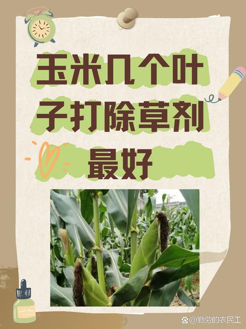 梦见收玉米的5个心理暗示及其解读专业指南