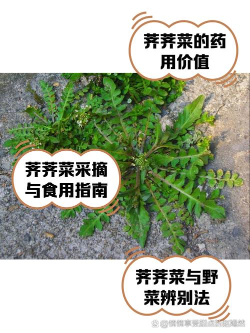 梦见荠菜象征哪些？深入解析及高效解决方案