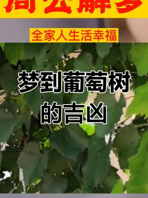 梦见葡萄园意味着哪些？专家解析背后的心理深意