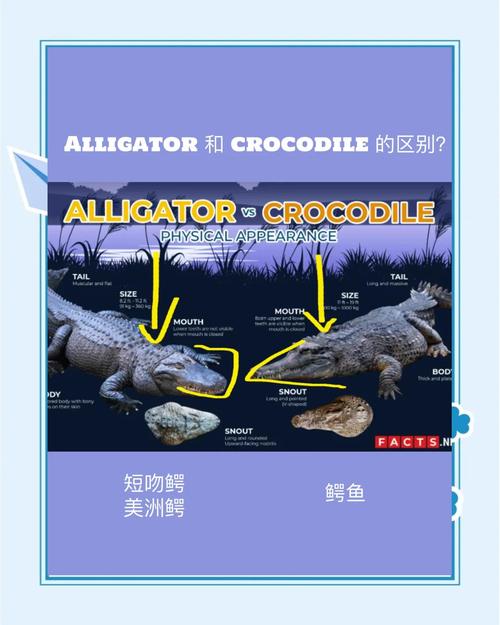 理解梦见短吻鳄的5个象征意义及其心理暗示