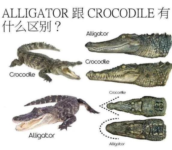 理解梦见短吻鳄的5个象征意义及其心理暗示