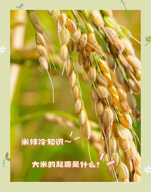 梦见大米的象征意义探索潜意识中的财富与机遇