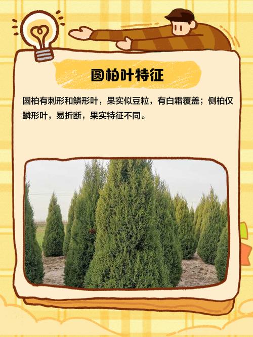 7个梦见柏树的寓意和解读好坏分辨指南 7个梦见柏树的寓意和解读好坏分辨指南