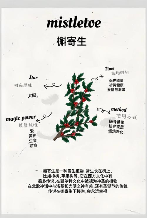 梦见槲寄生寓意解析揭示梦境背后的心理暗示