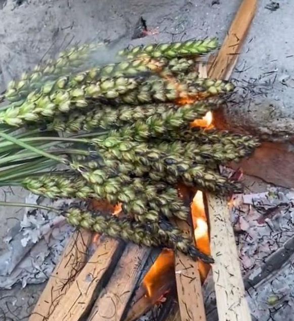 梦见麻豆麦象征深意解析背后隐含的潜在机遇与挑战
