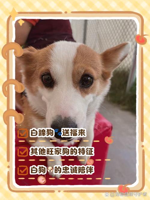 梦见白色狗的寓意解梦专家揭秘背后深层含义