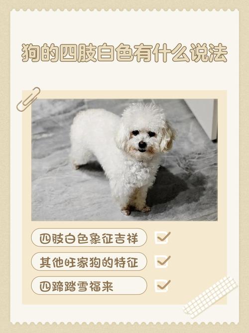 梦见白色狗的寓意解梦专家揭秘背后深层含义