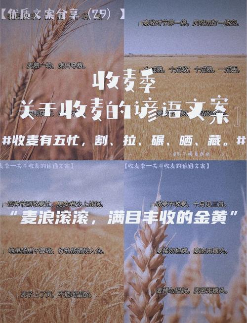 梦见拾麦穗寓意解析发掘生活中的意外收获与机遇