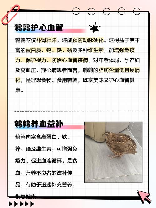 解梦鹌鹑非凡象征解析，探索内心深处的宁静与和谐体验