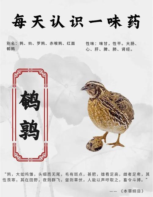 解梦鹌鹑非凡象征解析，探索内心深处的宁静与和谐体验
