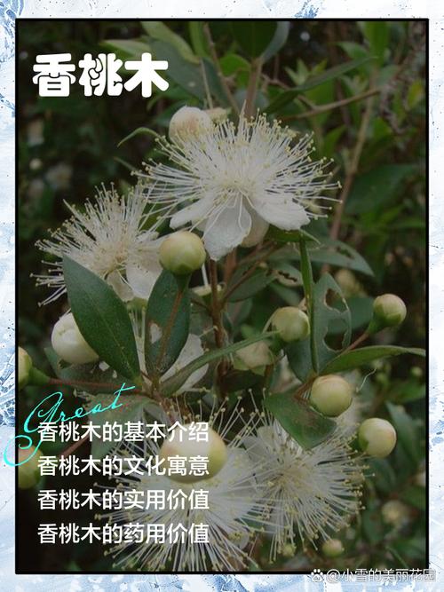 梦见香桃木象征哪些？解锁内心答案的高效解决方案
