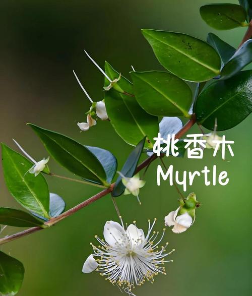 梦见香桃木象征哪些？解锁内心答案的高效解决方案