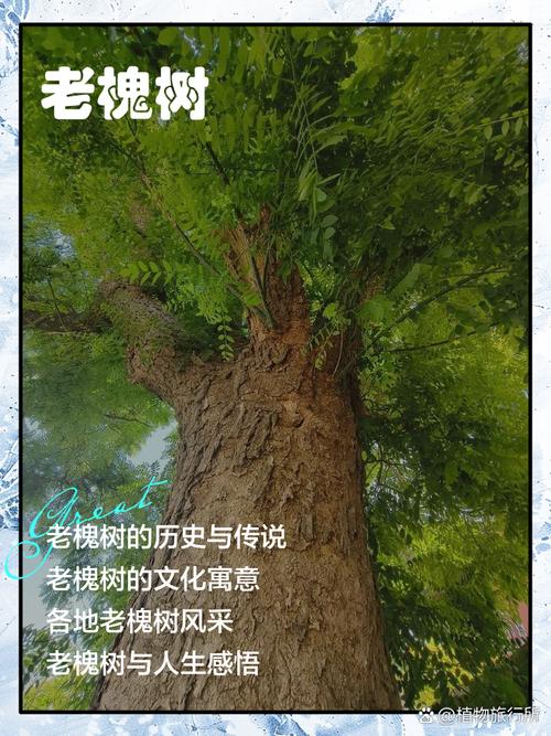 梦见槐树暗藏玄机，这个自然现象预示着哪些？