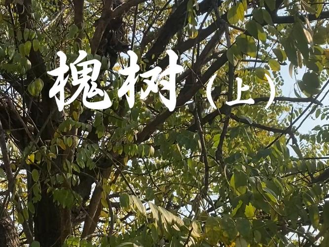 梦见槐树暗藏玄机，这个自然现象预示着哪些？