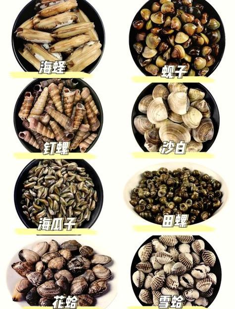 梦见蛤蜊象征意义深度解析与心理启示 梦见蛤蜊象征意义深度解析与心理启示