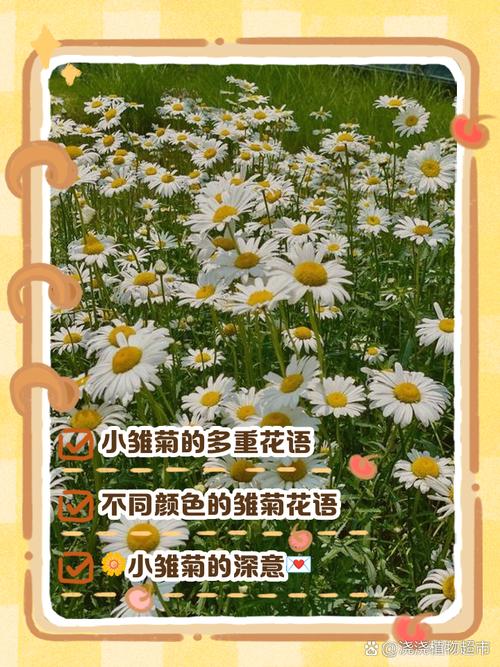 梦见雏菊的深刻寓意探索内心宁静的祥和花语 梦见雏菊的深刻寓意探索内心宁静的祥和花语