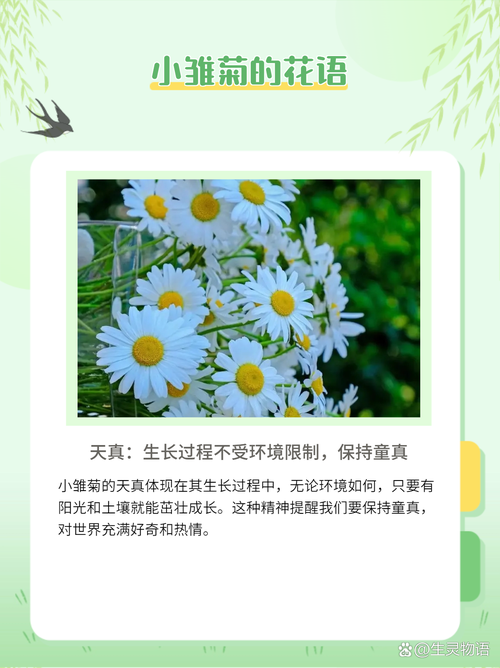 梦见雏菊的深刻寓意探索内心宁静的祥和花语 梦见雏菊的深刻寓意探索内心宁静的祥和花语