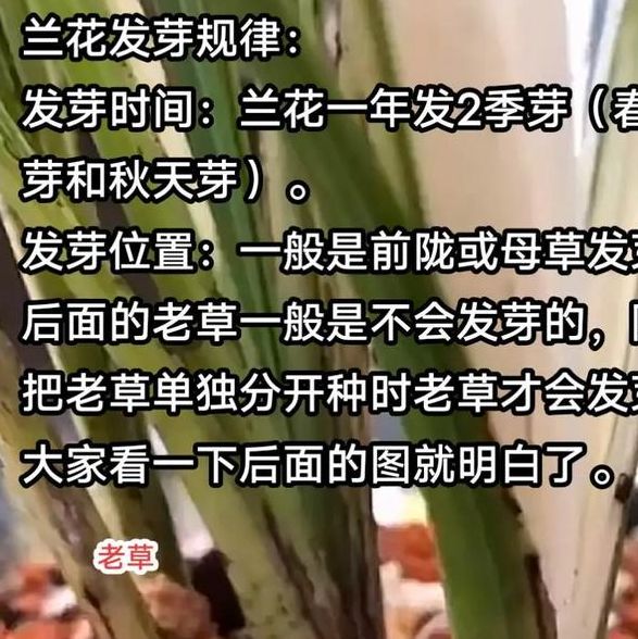 梦见兰花发芽解析兰花梦境的象征意义与高效解决方案 梦见兰花发芽解析兰花梦境的象征意义与高效解决方案
