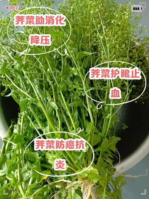 揭秘梦见荠菜的真相专家解析5大影响因素与健康启示 揭秘梦见荠菜的真相专家解析5大影响因素与健康启示
