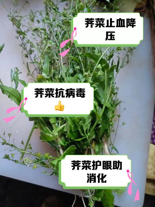揭秘梦见荠菜的真相专家解析5大影响因素与健康启示 揭秘梦见荠菜的真相专家解析5大影响因素与健康启示