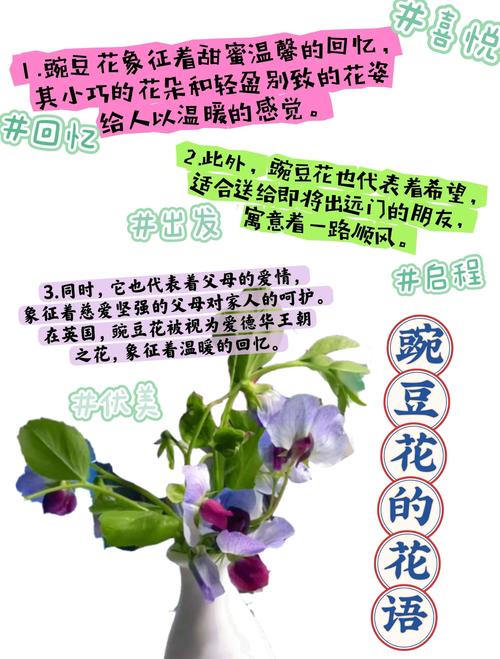 梦见豌豆象征好运解析梦境背后的心理意蕴与生活启示