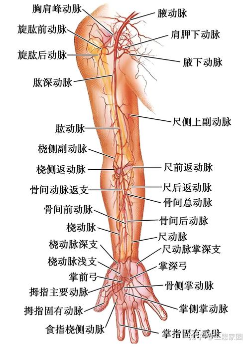 梦见手臂解析3大常见寓意及心理暗示 梦见手臂解析3大常见寓意及心理暗示