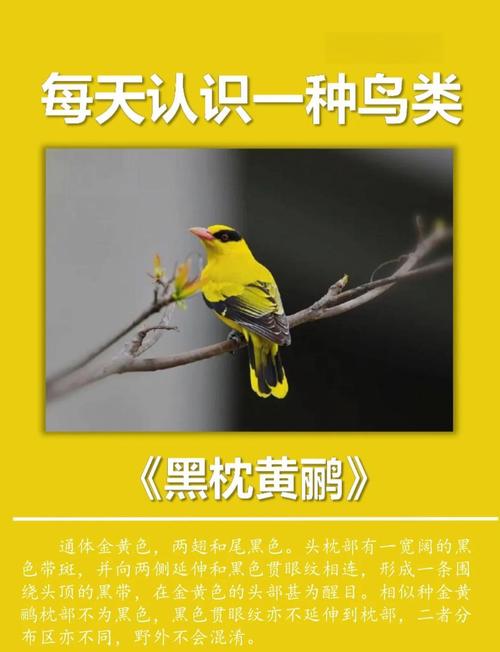 梦见黄鹂的预兆是哪些？解读心理暗示，探索梦境含义！