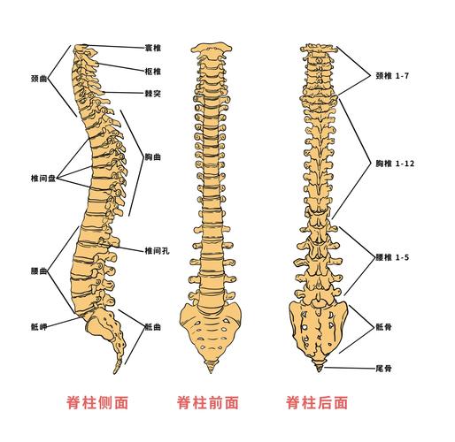 梦见脊柱暗示深度解析其象征意义与心理影响